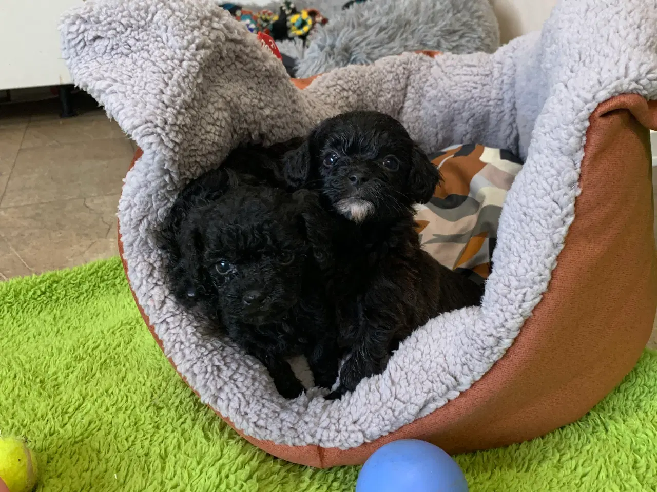 Billede 10 - Mini Maltipoo babyer 