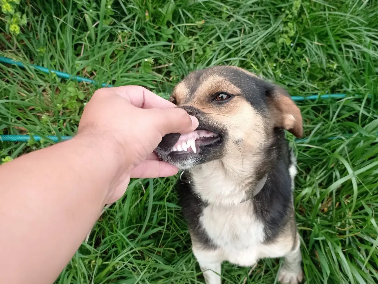 Billede 7 - Lola - kærlig glad ung hund