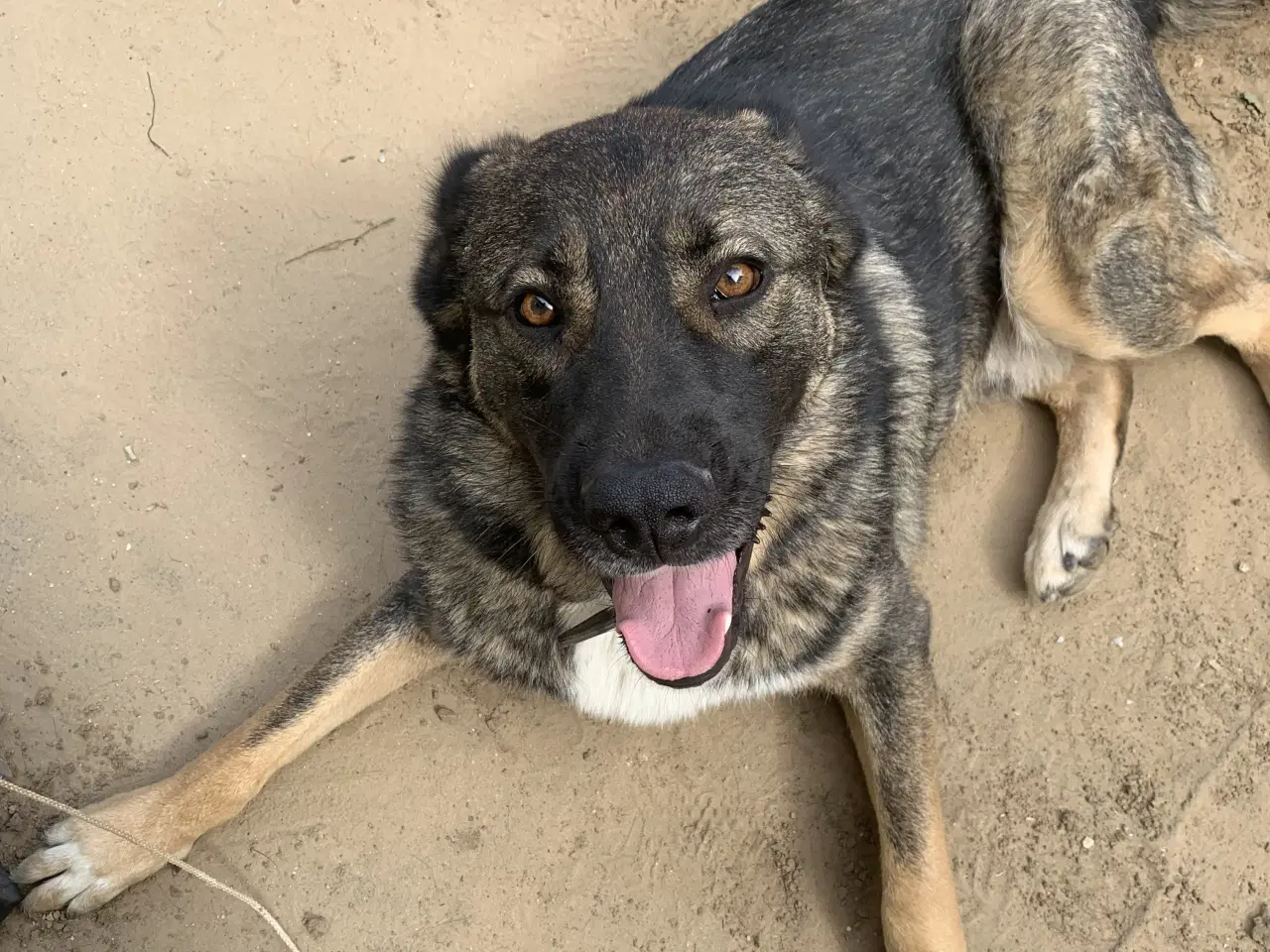 Billede 11 - Skøn bamse søger familie! 🤎