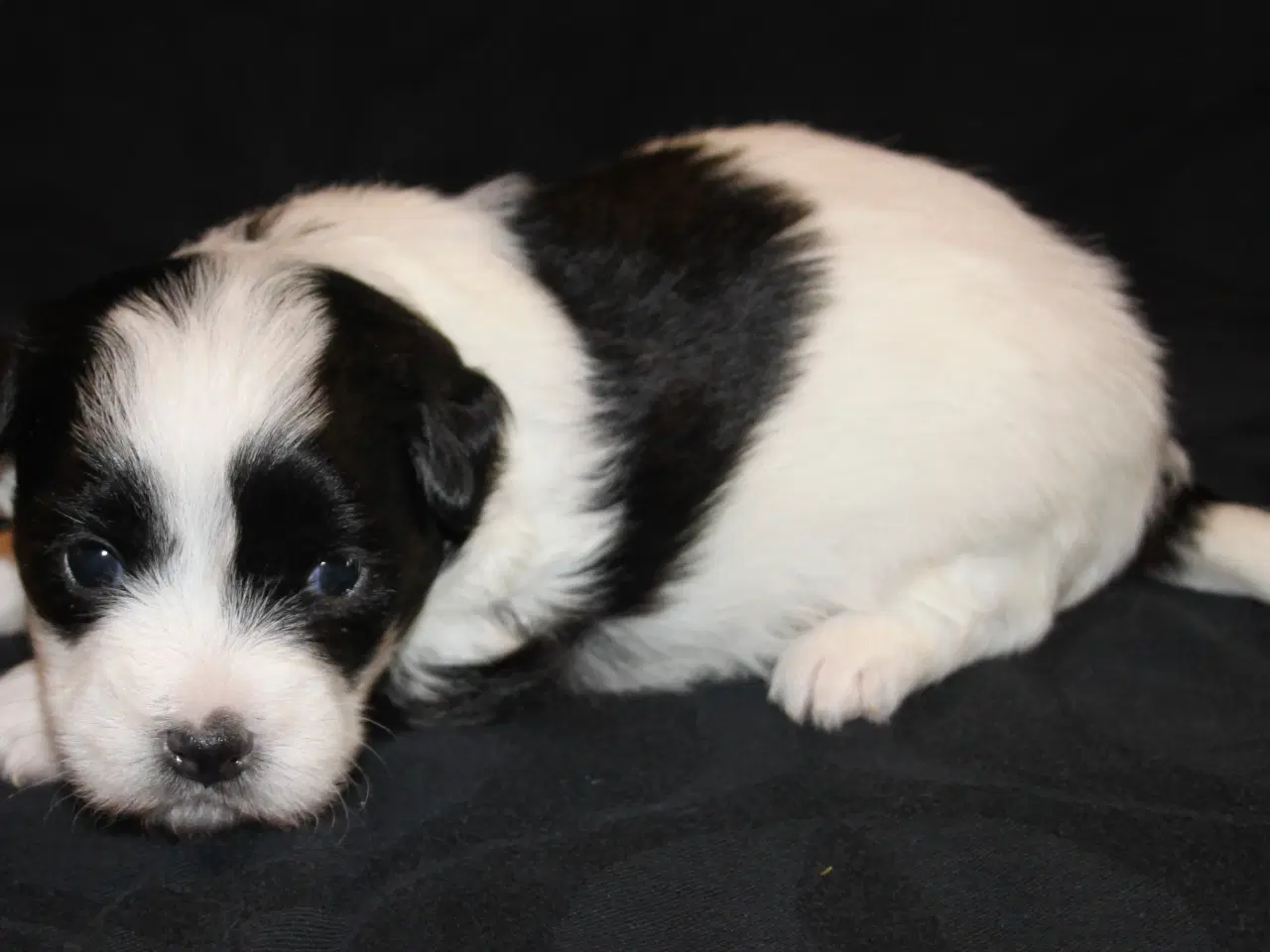 Billede 8 - Coton de Tulear hvalpe