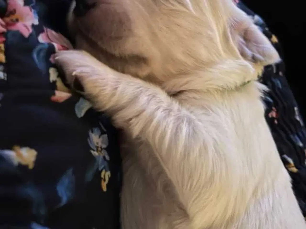 Billede 3 - Golden Retriever/ Tysk langhåret Labrador hvalpe