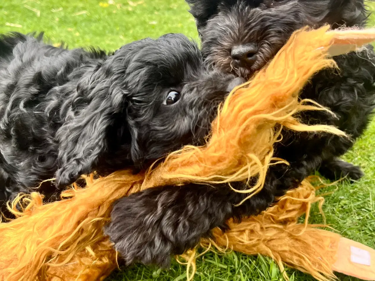 Billede 13 - Cavapoo-hvalpe 4 tilbage