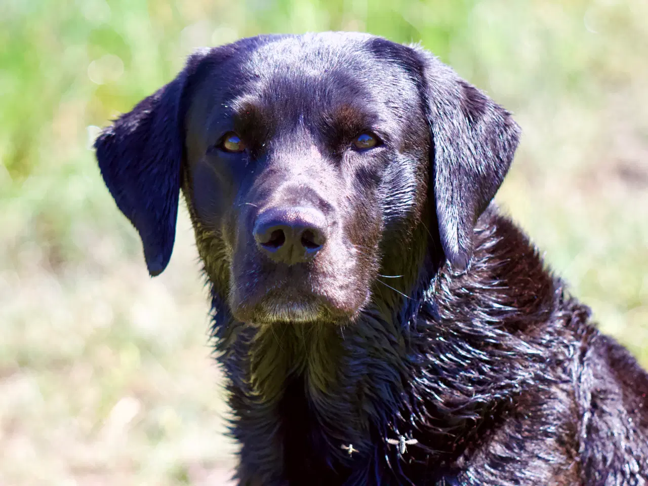 Billede 1 - Hanhund tilbydes til avl 