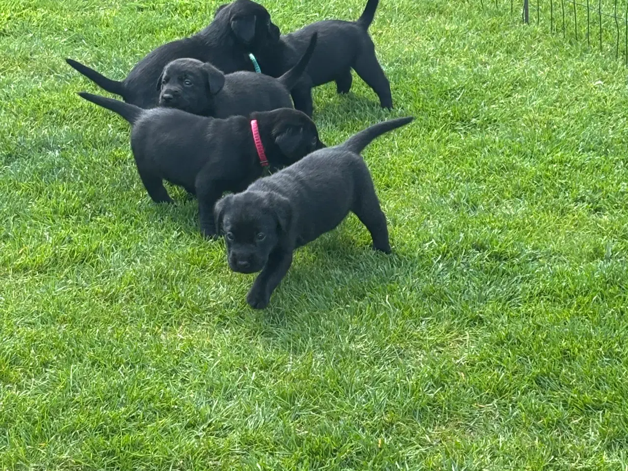 Billede 4 - Labrador F1 hvalpe, alle reserveret 