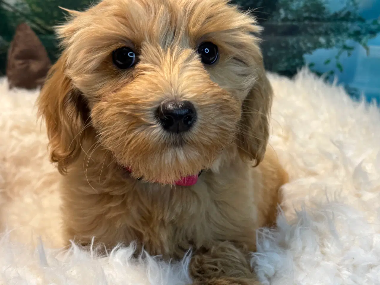 Billede 3 - Maltipoo  Rejseklar  ❤️🐾