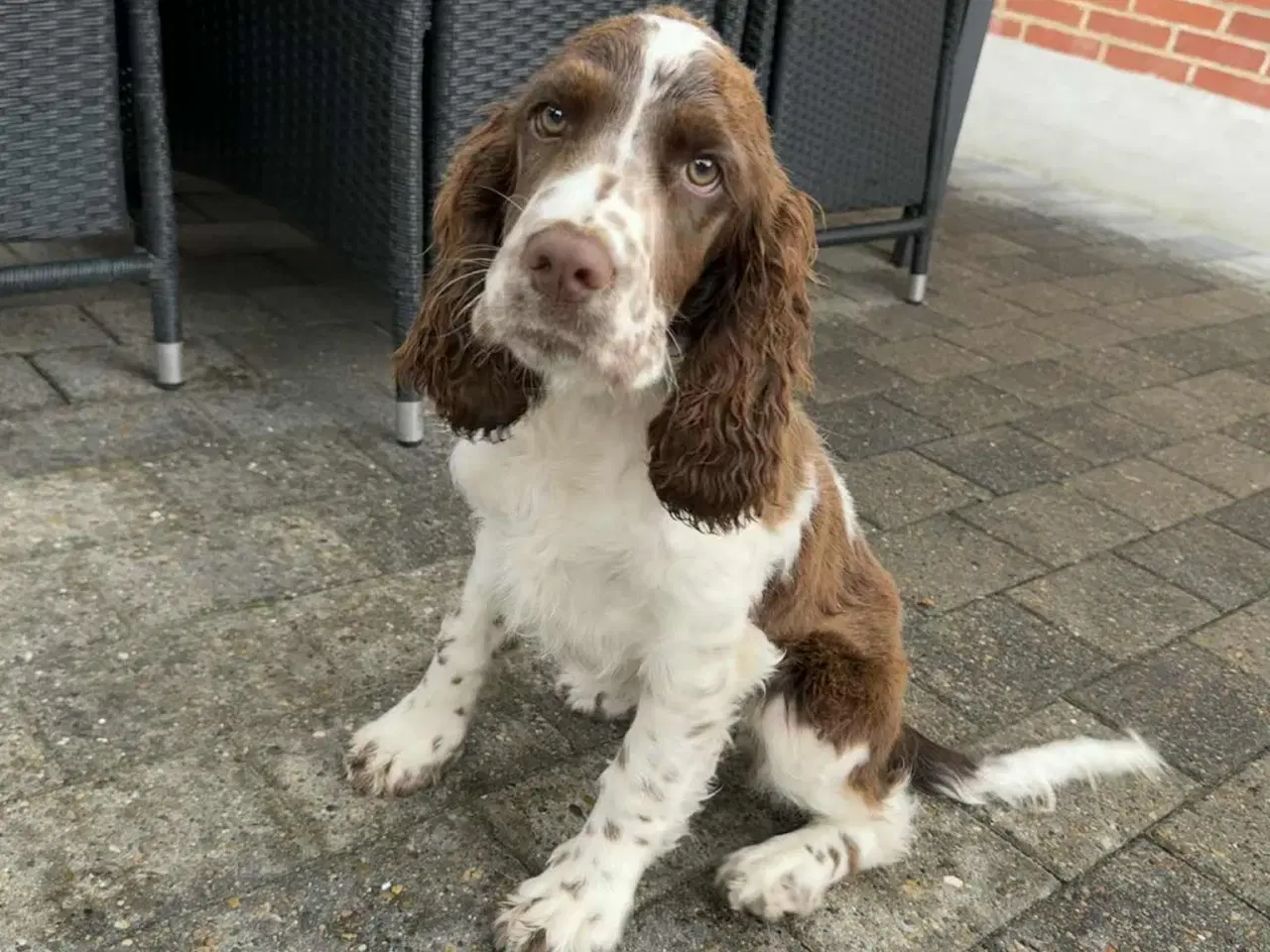 Billede 5 - Engelsk springer spaniel hvalpe