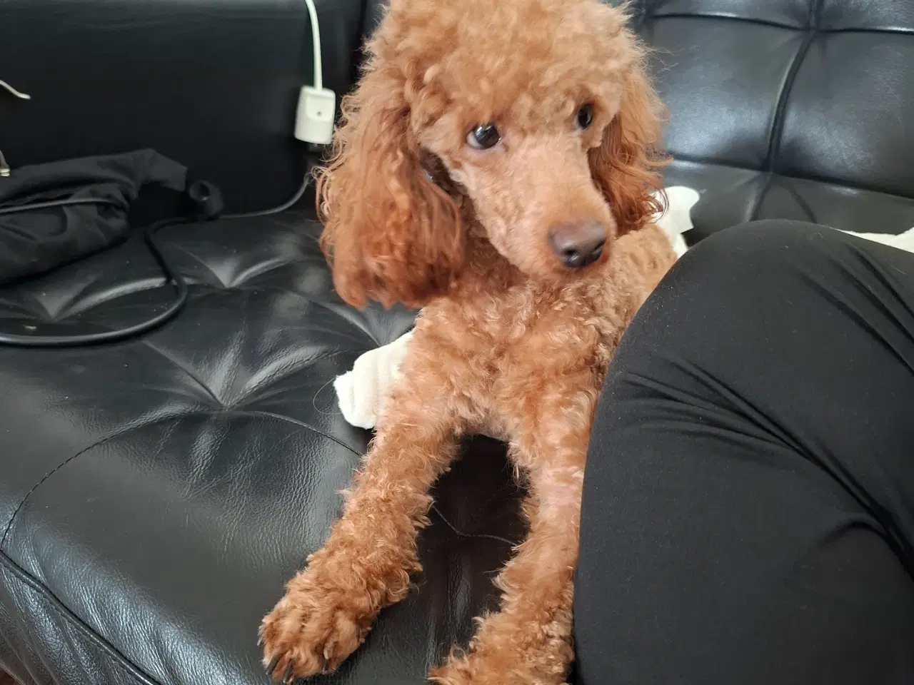 Billede 2 - Dværg hanhunde til paring på vores adresse 