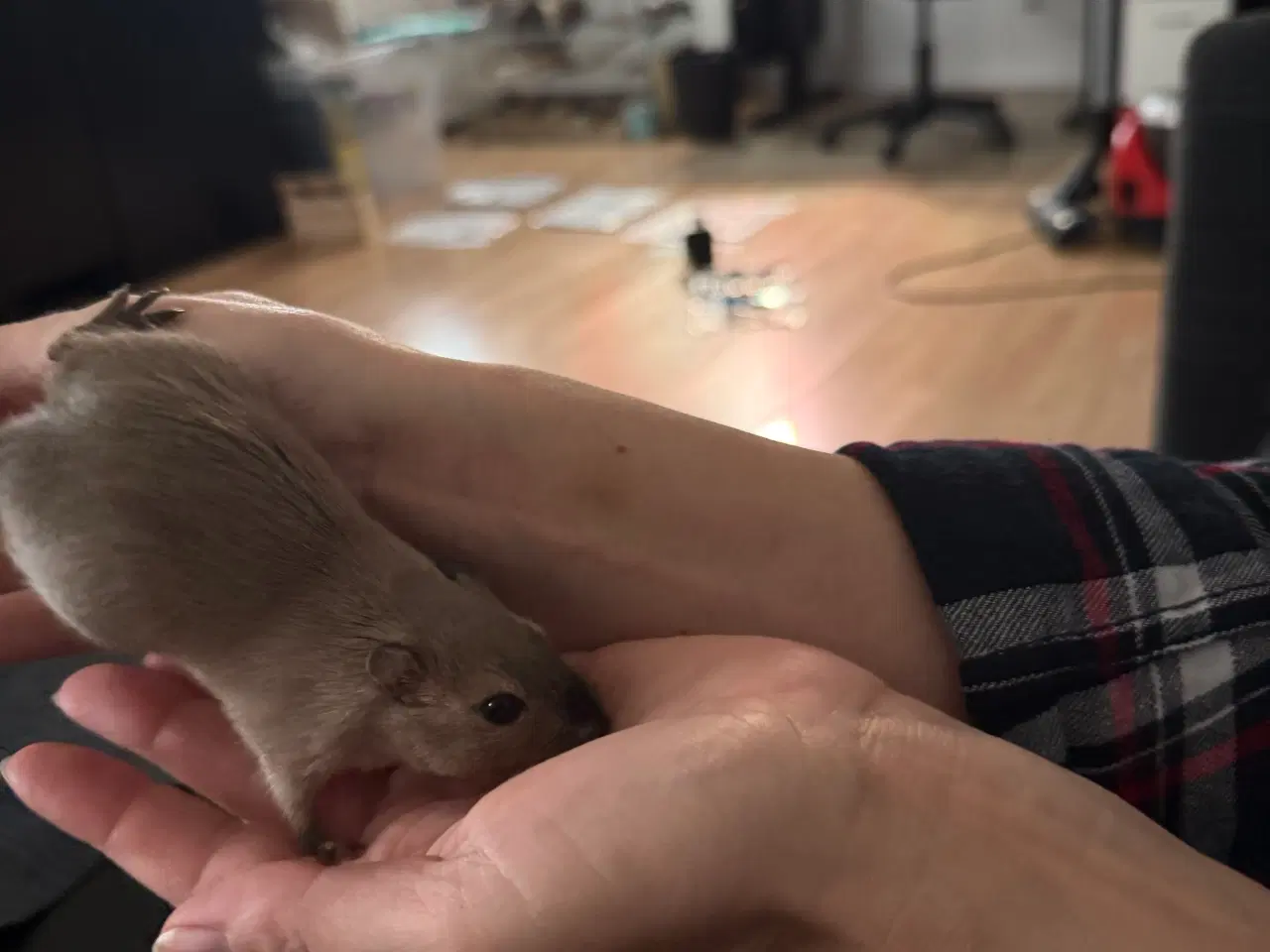 Billede 12 - 2 søde ørkenrotte-hanner søger nyt hjem 🐭✨