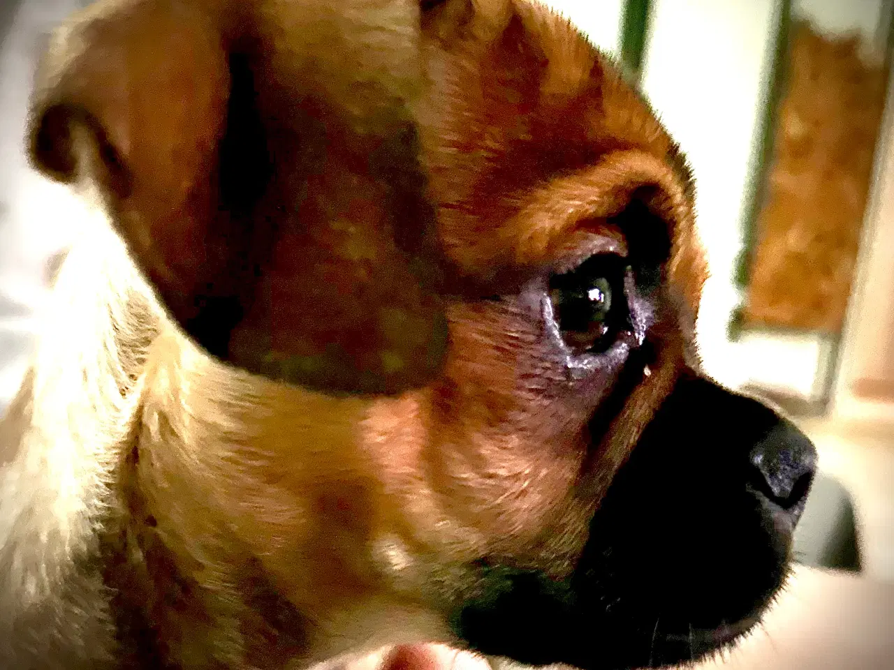 Billede 9 - Hunde valpe malteserblanding