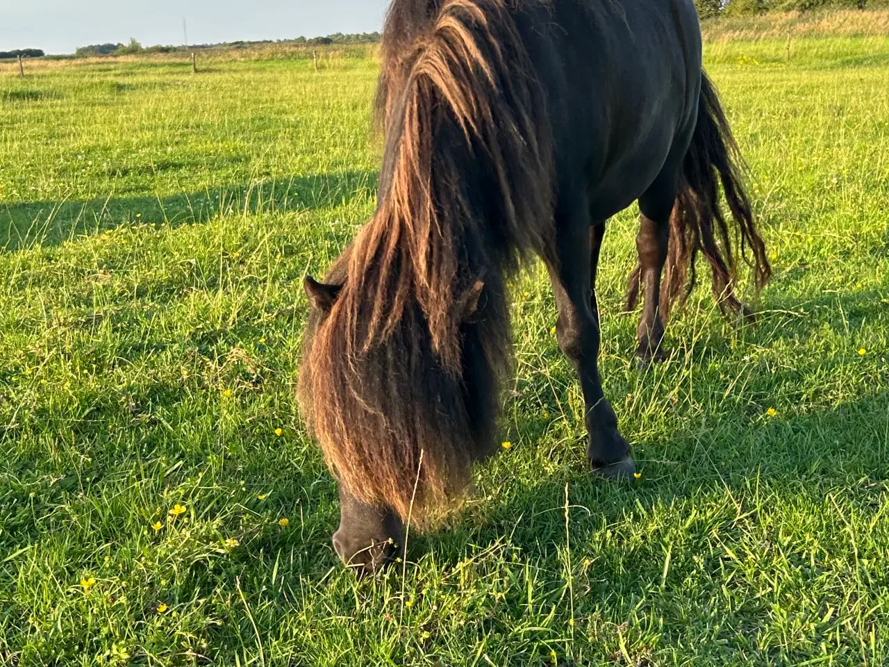 Billede 3 - 3 års mini shetlænder hoppe med rødt pas 