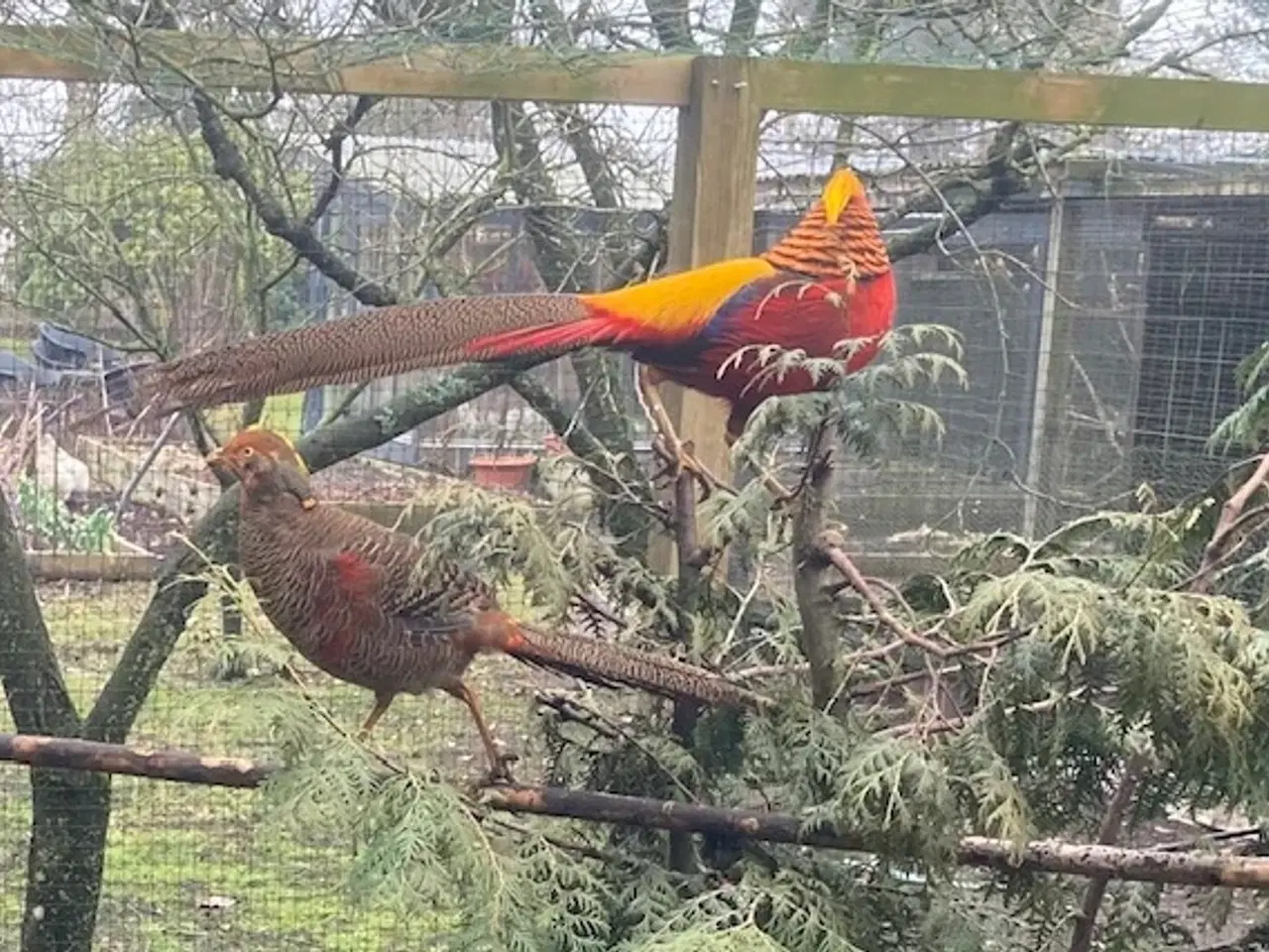 Billede 1 - Guldfasan