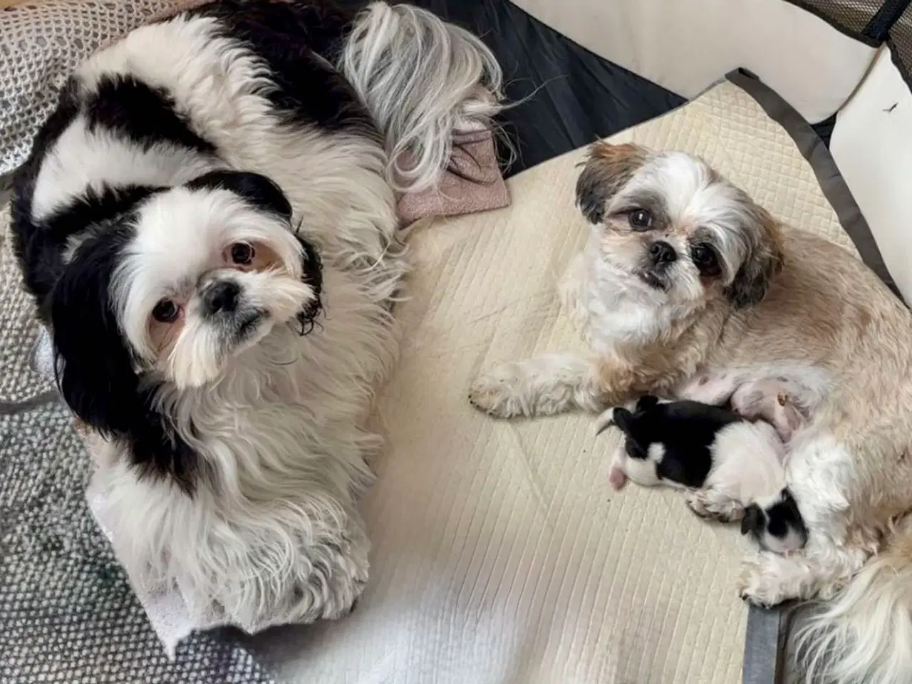 Billede 20 - Ægte Shih Tzu 30. september 2025