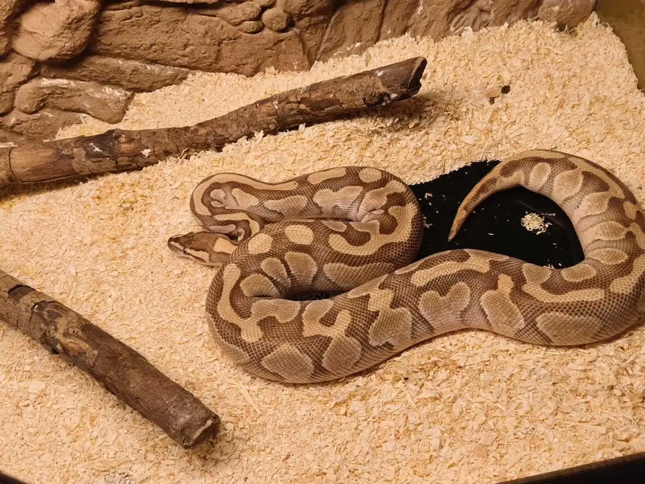 Billede 1 - 2 kongepython til salg – sælges samlet eller hver