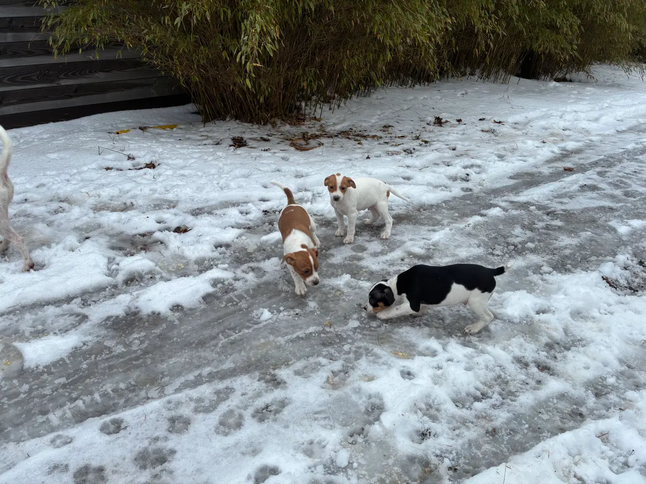 Billede 2 - Dansk svensk gårdhunde hvalpe