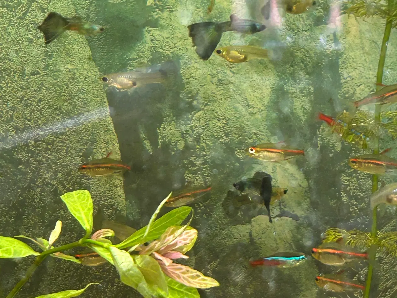 Billede 8 - 🐟🔵 Blue Moscow Guppy Par sælges - Viby J