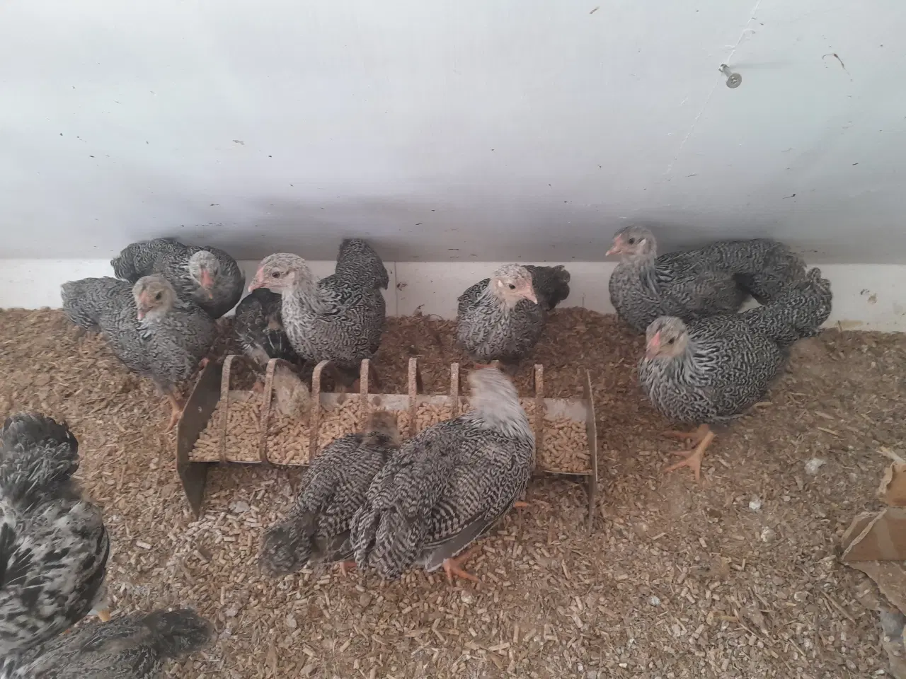 Billede 3 - Sølv sort båndede Dværg wyandotter