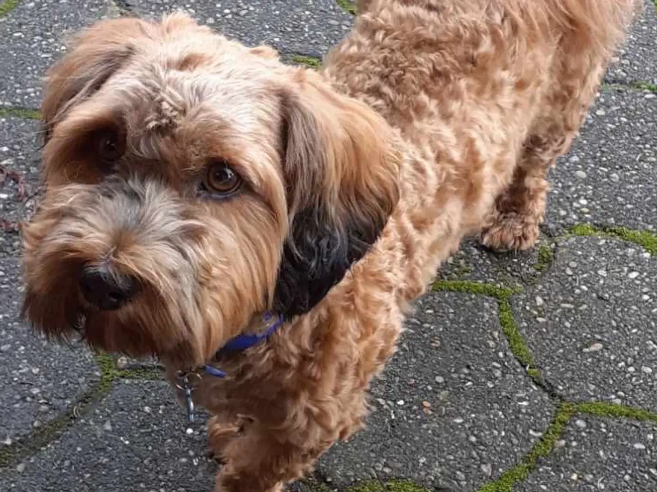 Billede 2 - Hundeklippning