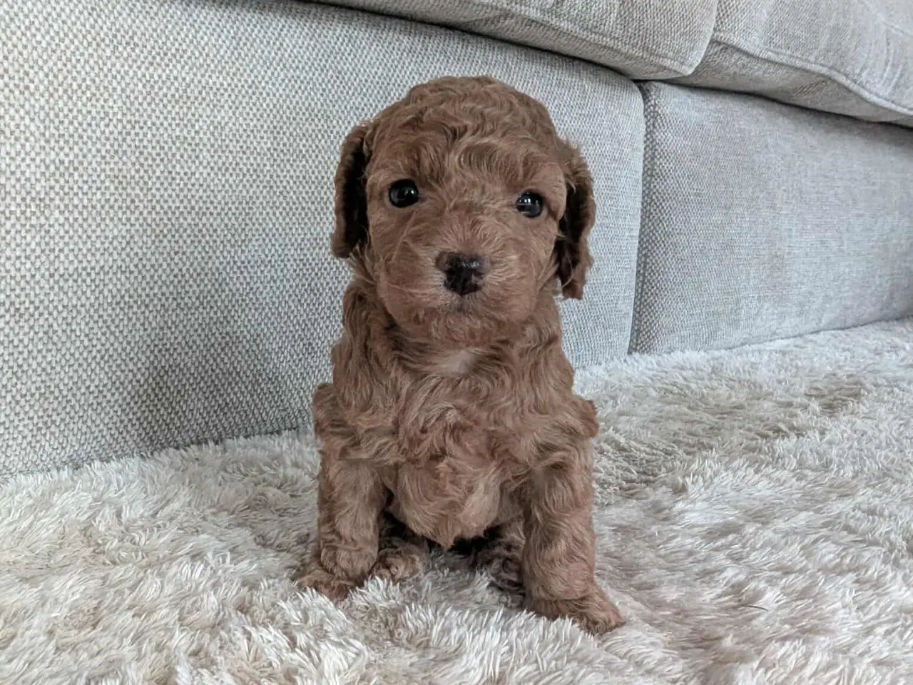 Billede 6 - Cockerpoo hvalpe 