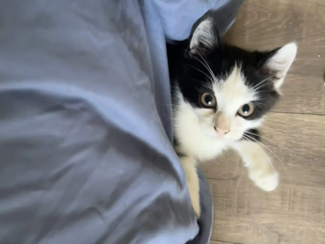 Billede 2 - Broget killing 