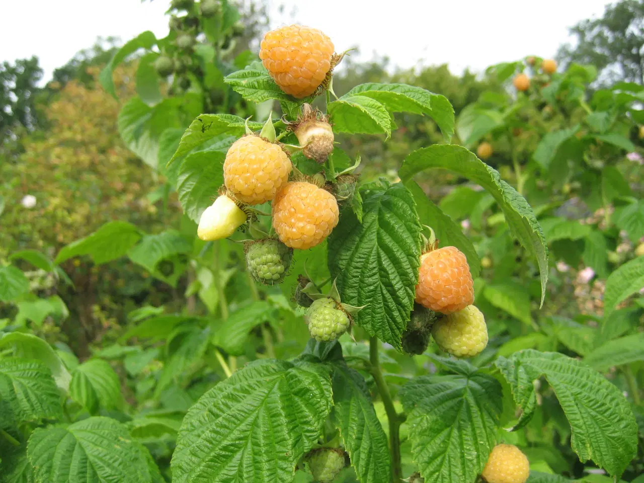 Billede 2 - Hindbærplanter Fallgold