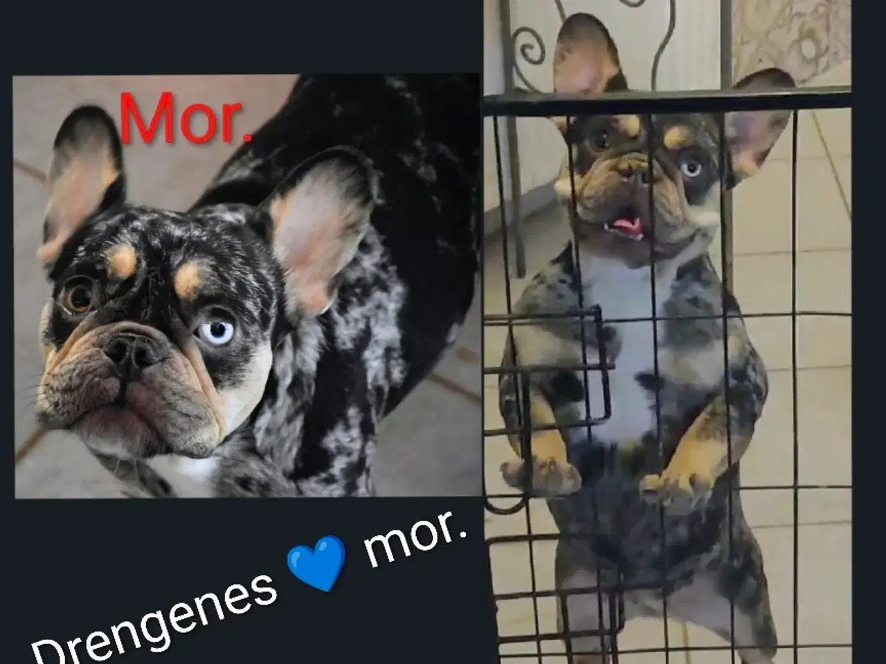 Billede 16 - Fransk Velvet bulldog. NEDSAT!