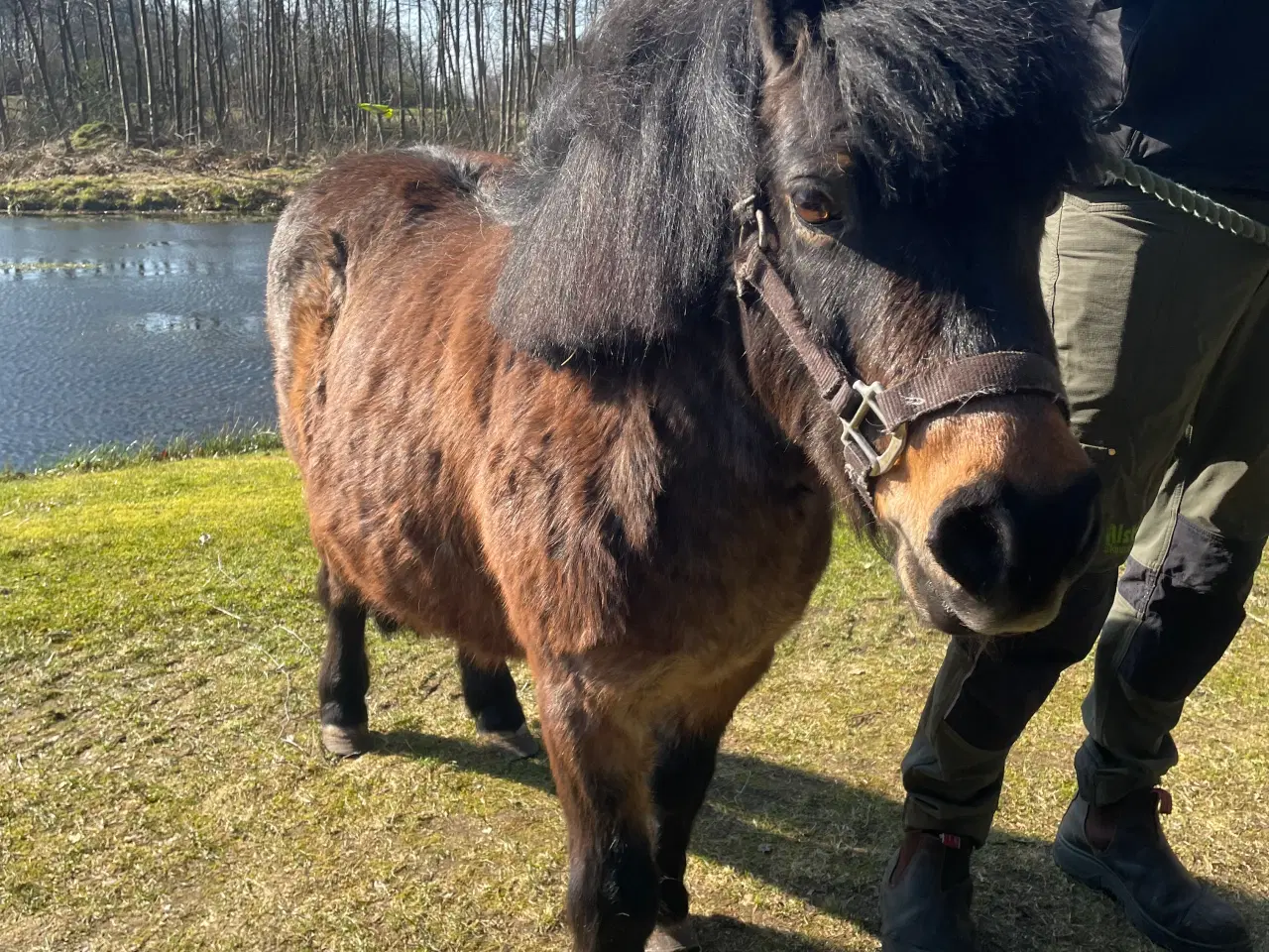 Billede 8 - Shetlænder ponyer sælges