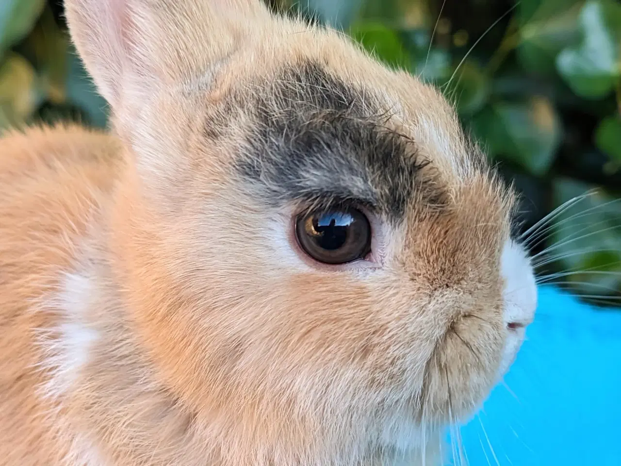 Billede 7 - Hermelin kaninunge sælges