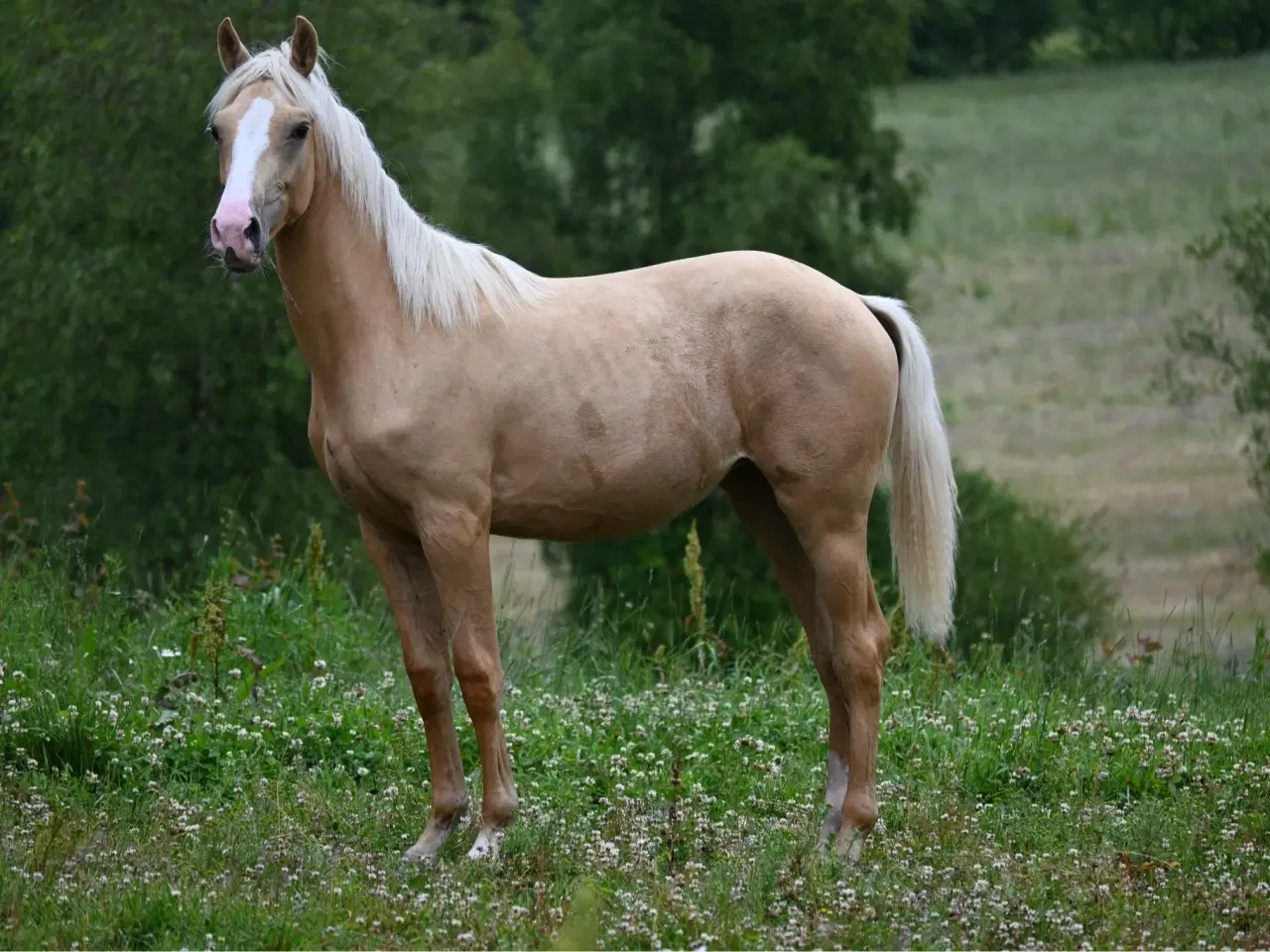 Billede 1 - Palomino hoppeplag