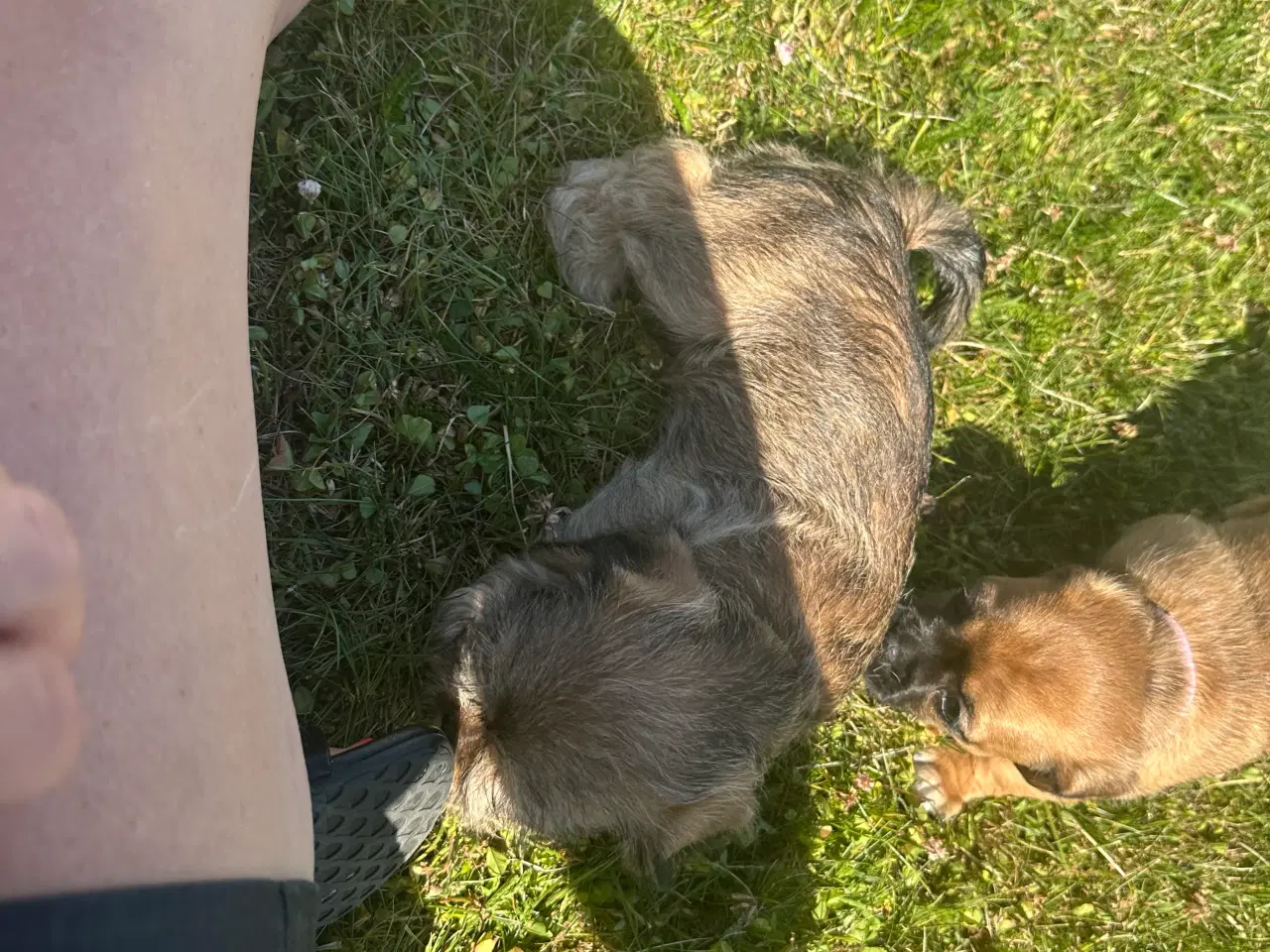 Billede 1 - Shih tzu blandinger 