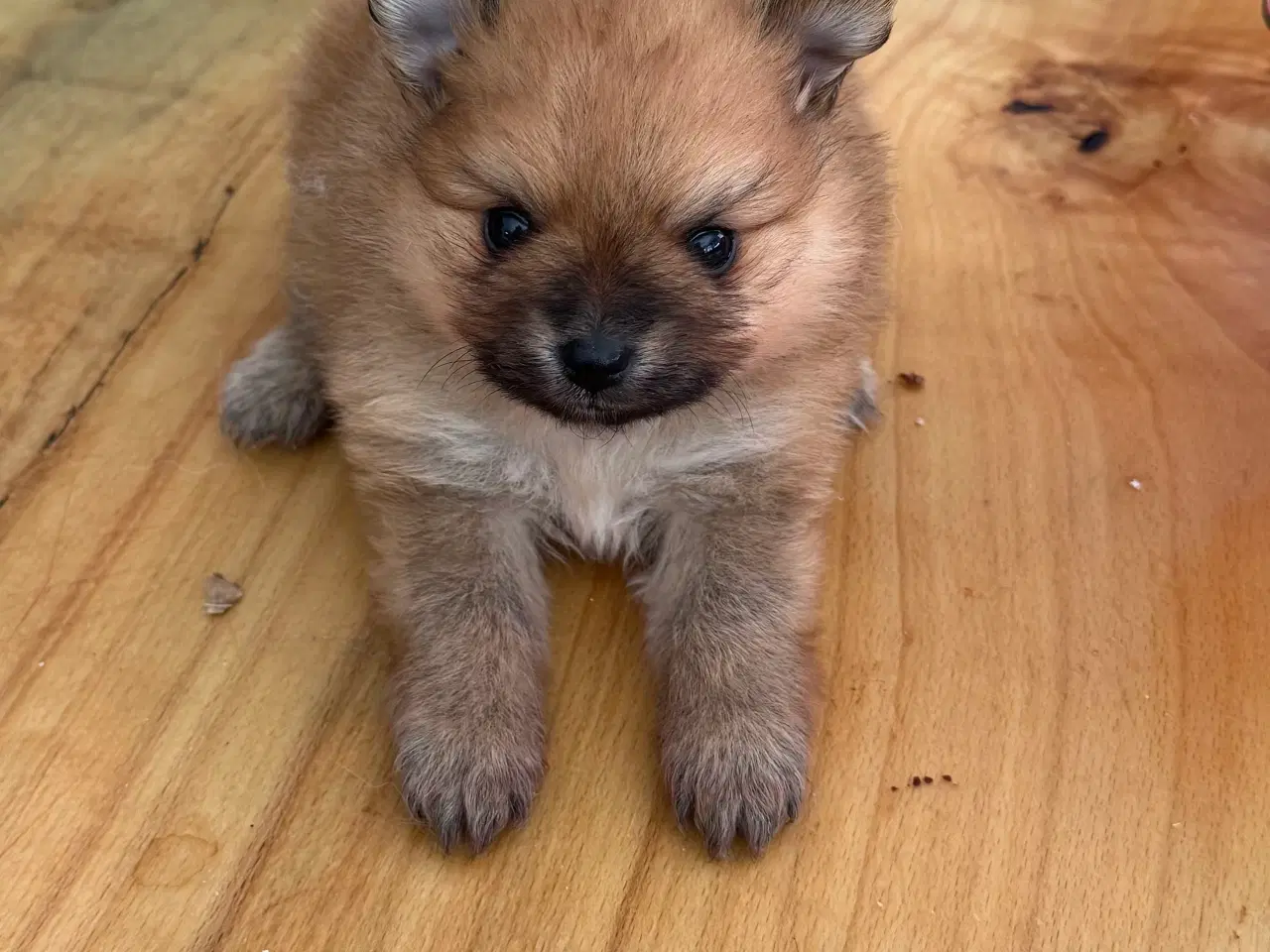 Billede 2 - Pomeranian hvalp