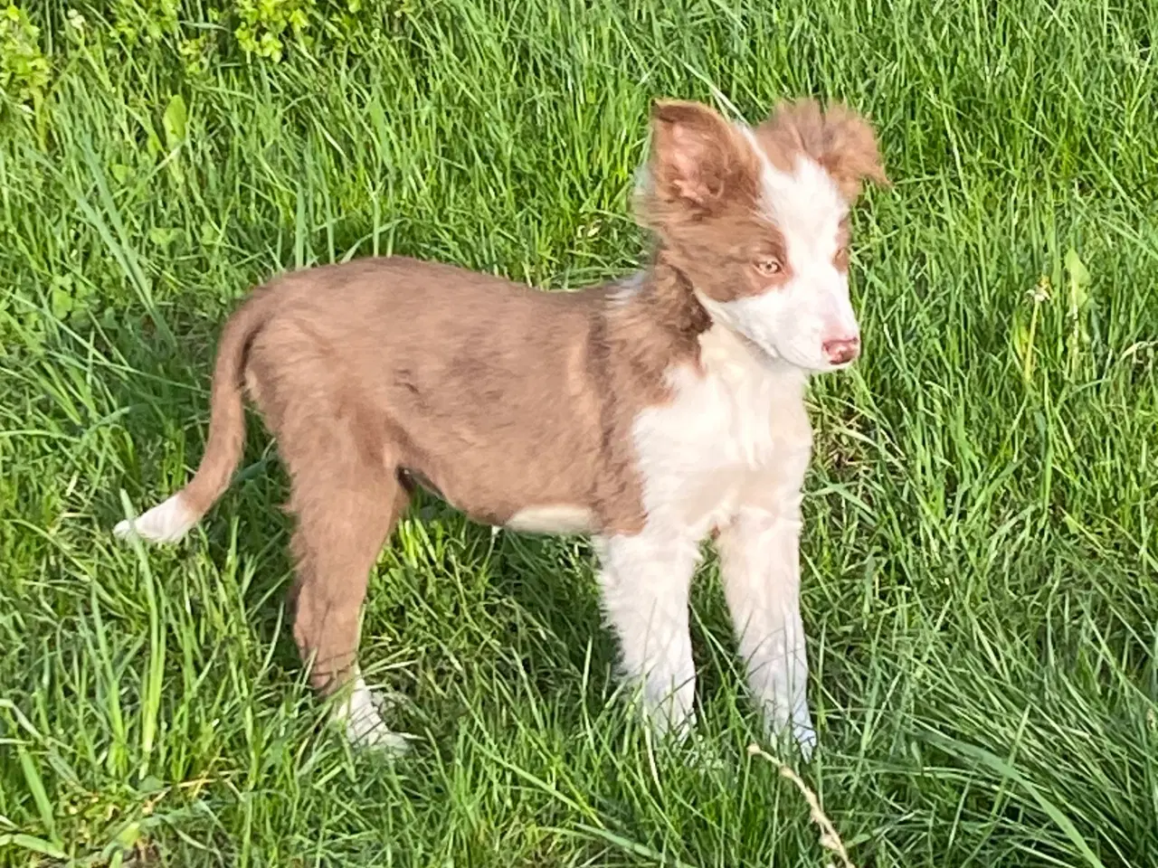 Billede 17 - Border collie