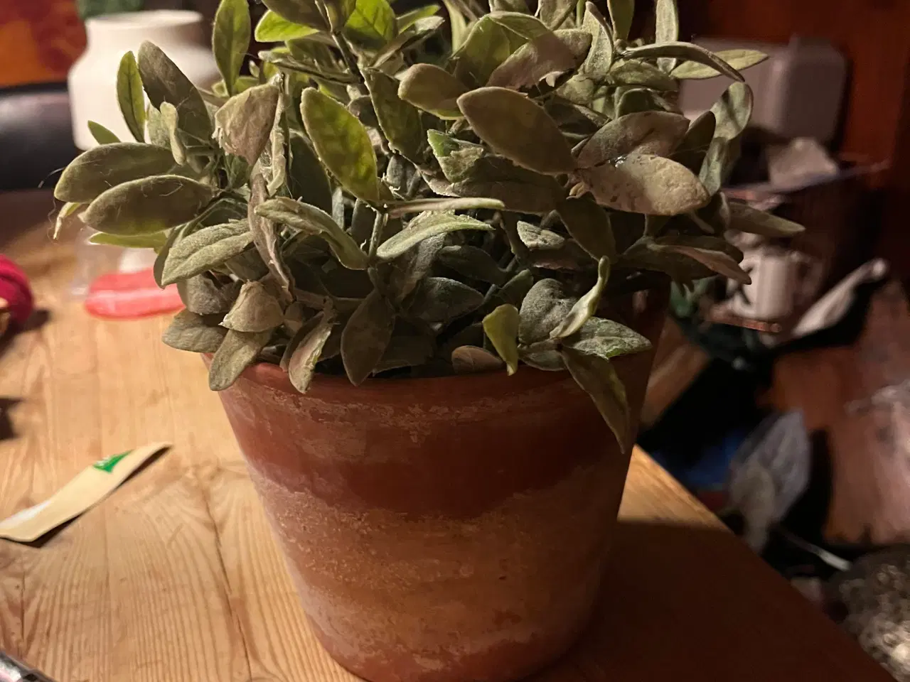 Billede 1 - Kunstig plante i krukke - BYD!