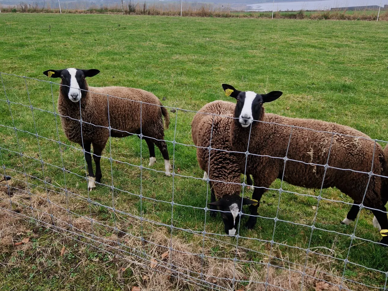 Billede 2 - Zwartbles vædder og gimmer lam M3