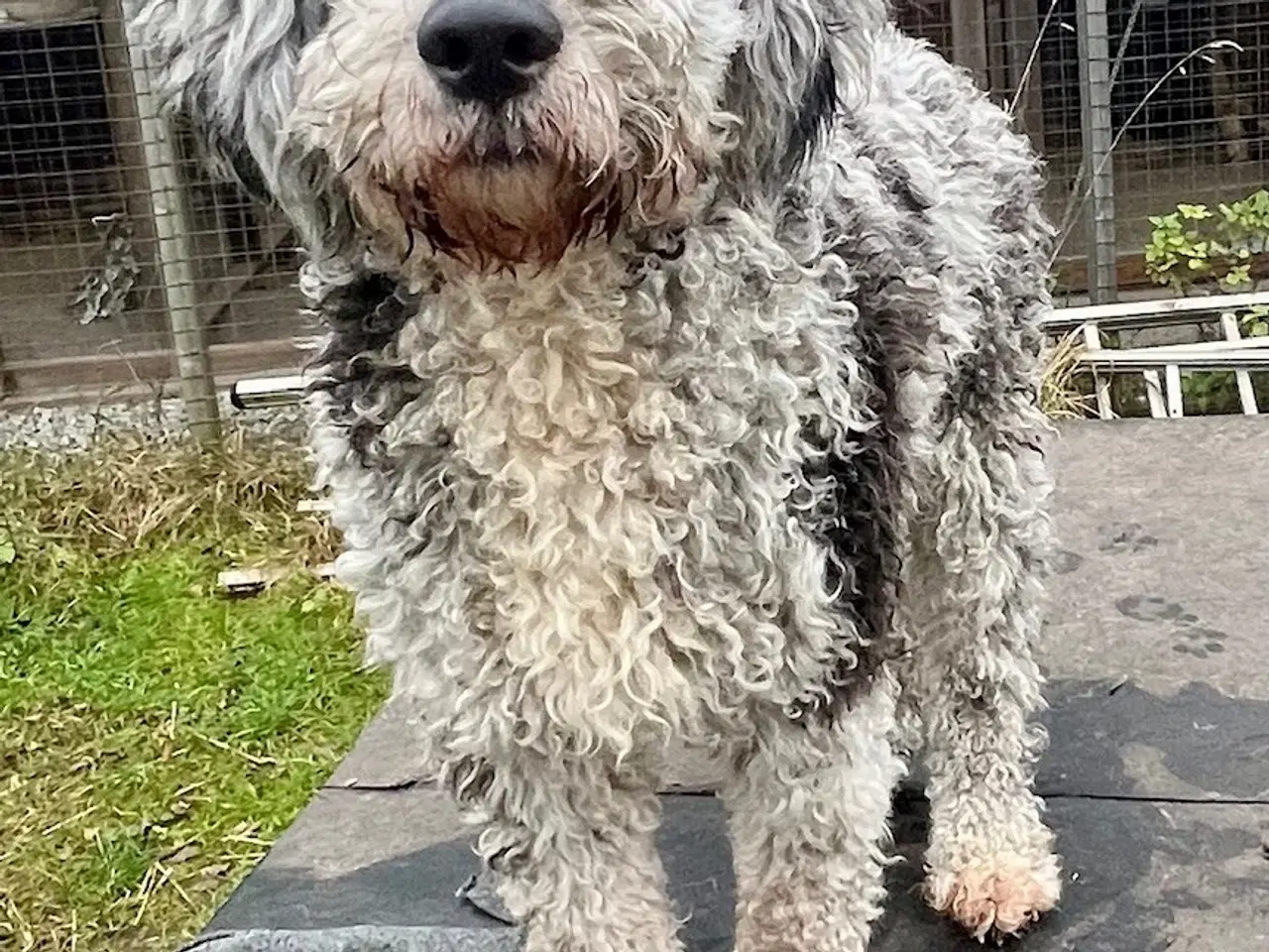 Billede 3 - Lagotto / Spansk Vandhund / Cocker