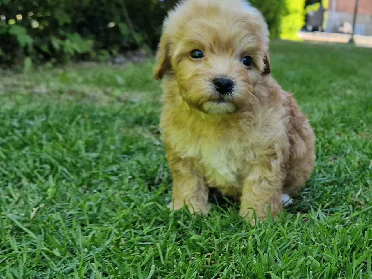 Billede 8 - Havapoo Puddel &Bichon Havanais hvalpe 