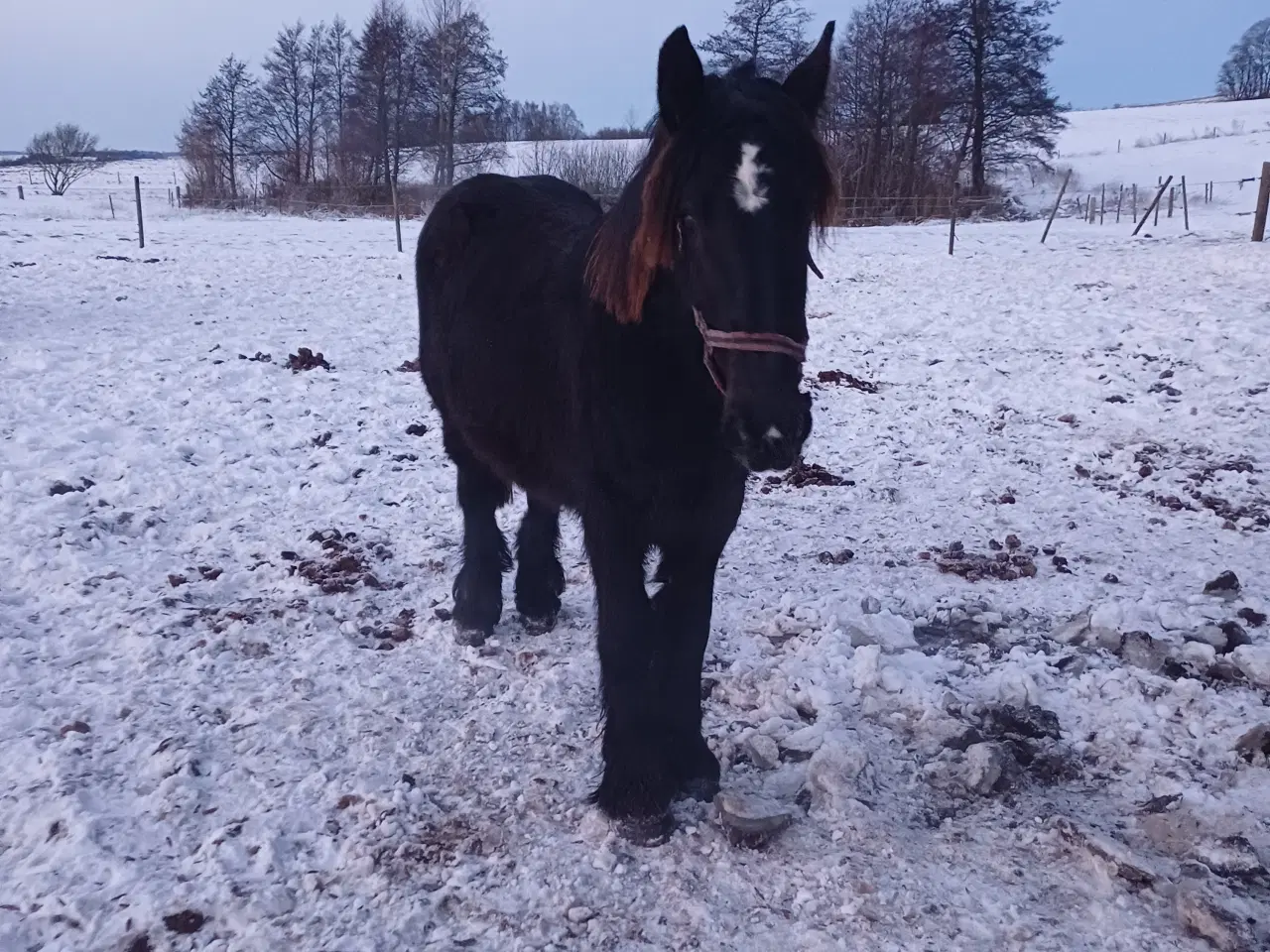 Billede 7 - 2årig Jyskhest hingst sælges