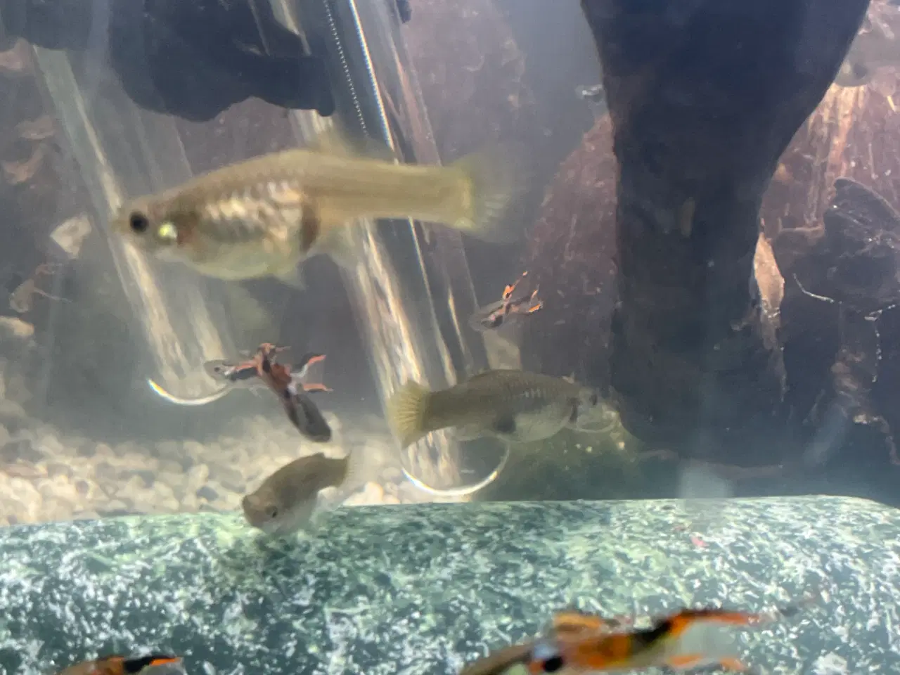 Billede 1 - Endlers Guppy - 1 par = 20kr