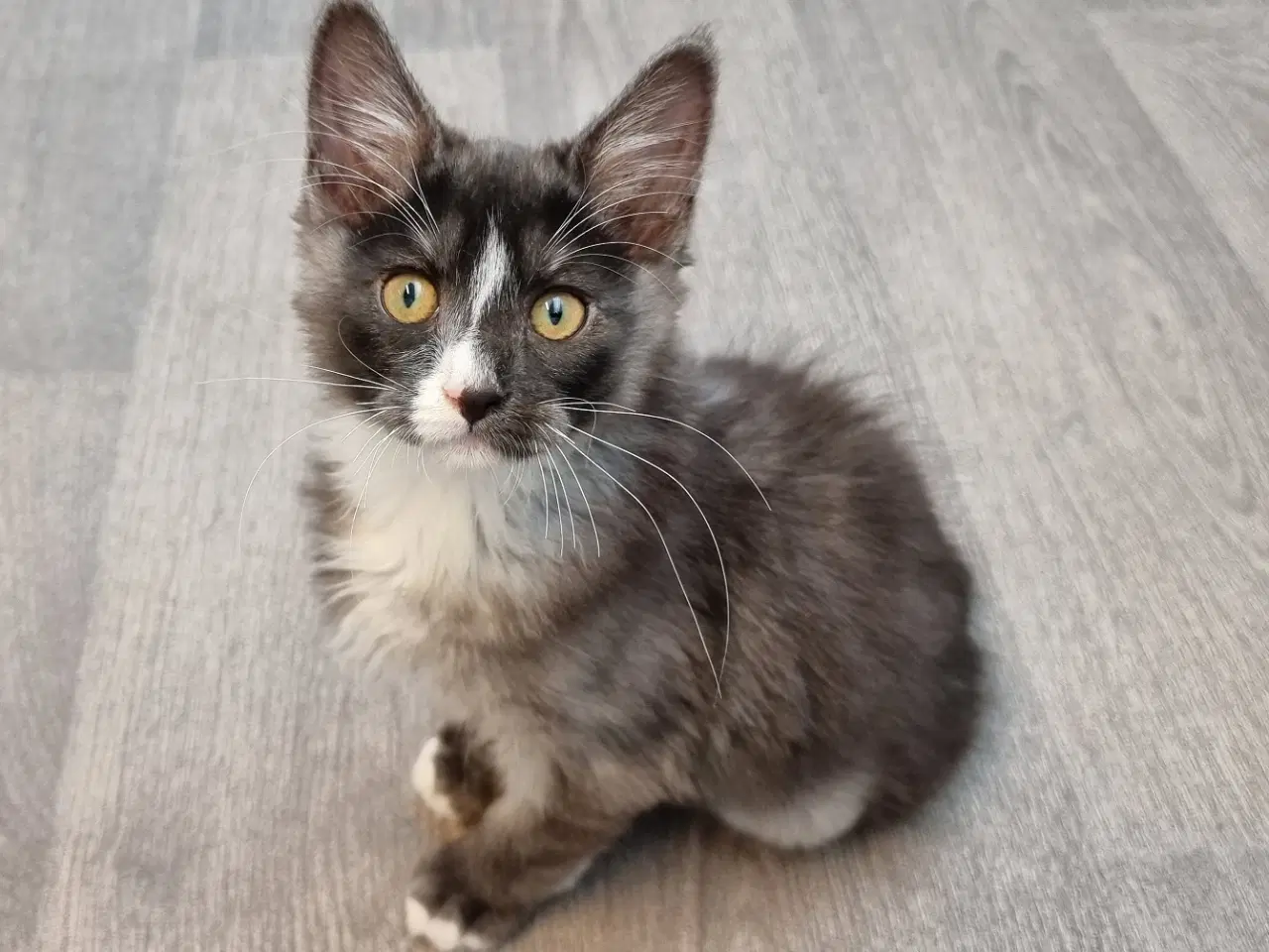 Billede 5 - Kurilean Bobtail hankastrat