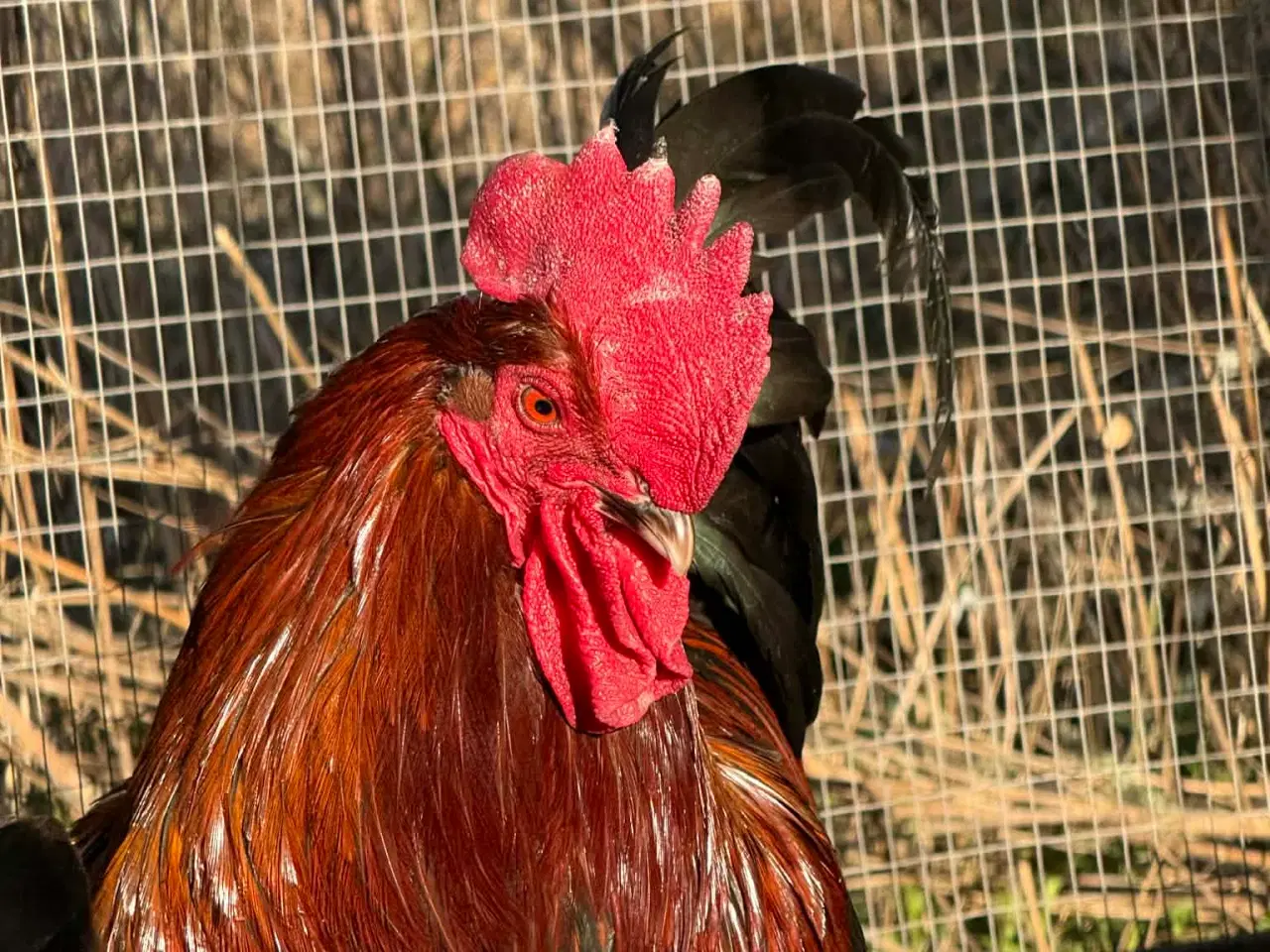 Billede 5 - Smukke haner tilsalg 