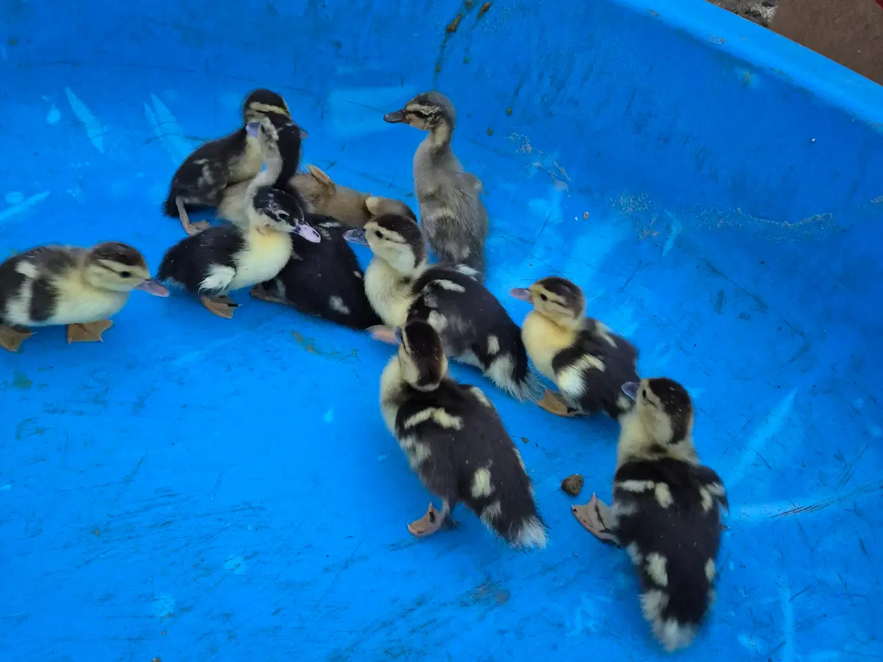 Billede 1 -  Moskus og Indiske Løbeænd