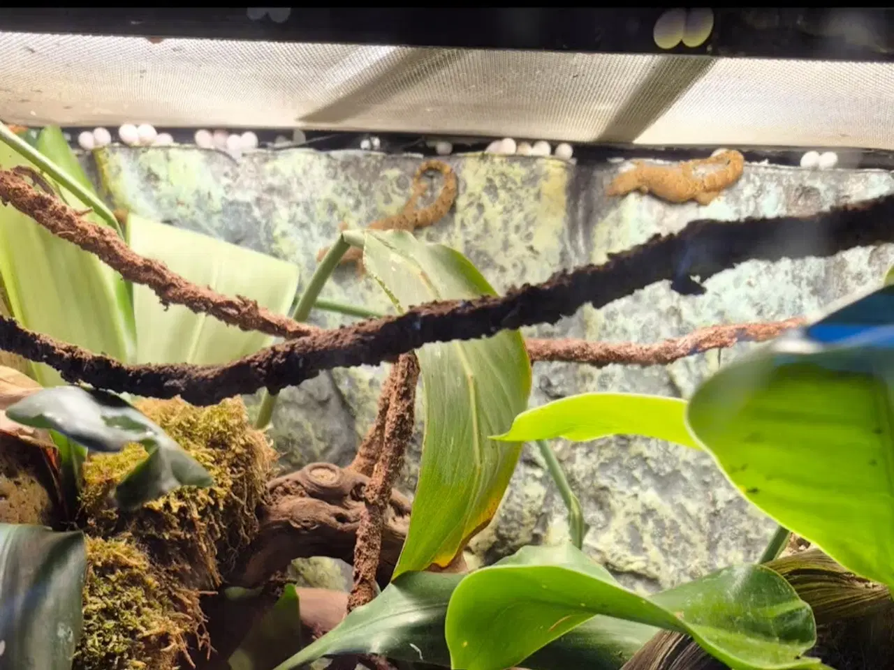 Billede 1 - Jomfrugekkoer med terrarie