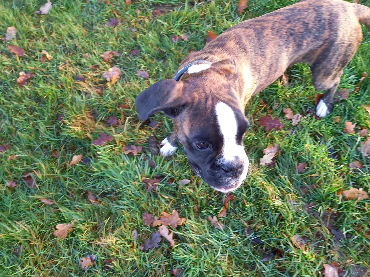 Billede 2 - Han boxerhvalp sælges – klar til nyt, kærligt hjem