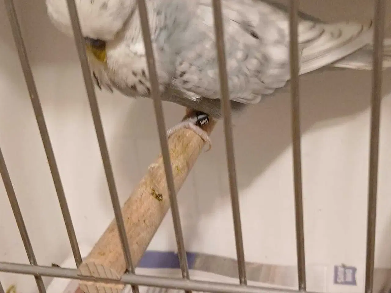 Billede 11 - 1 par Engelske undulater 