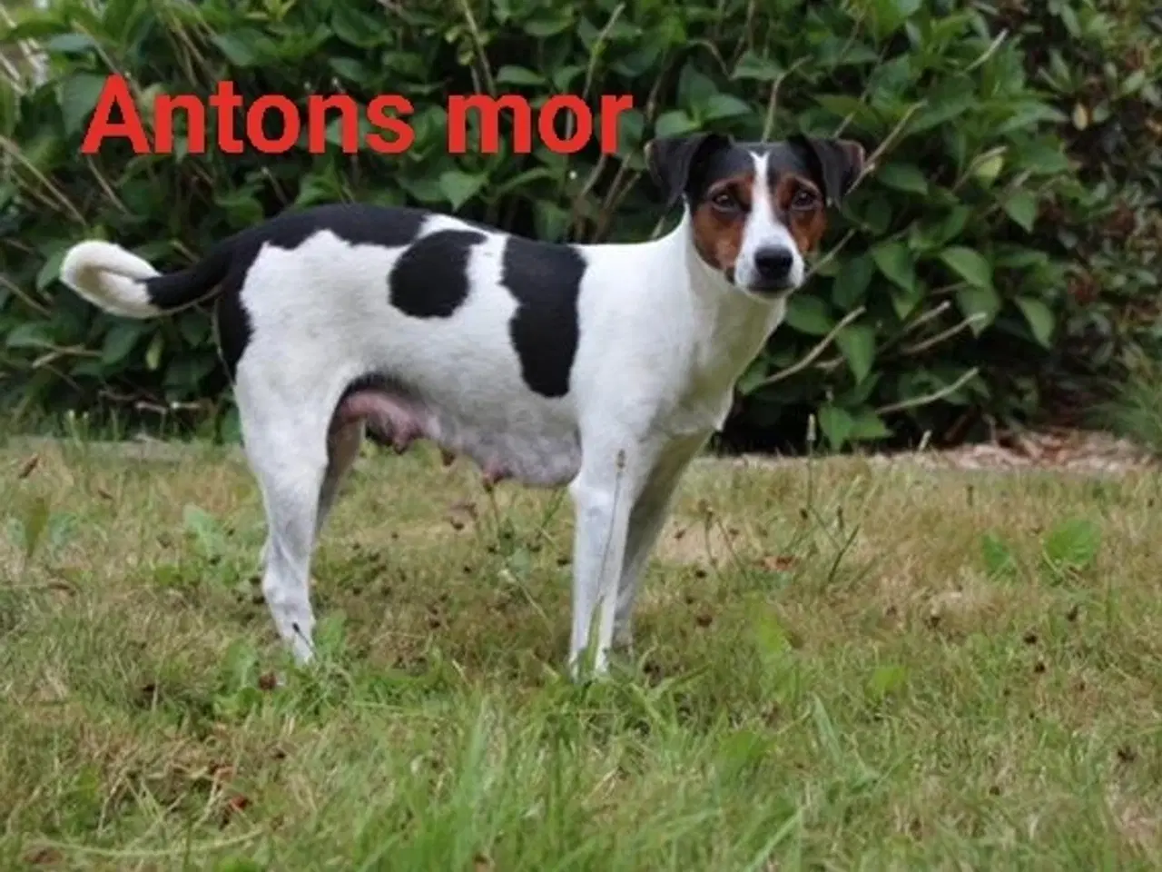 Billede 8 - Attraktive Anton - Tilbydes til avl