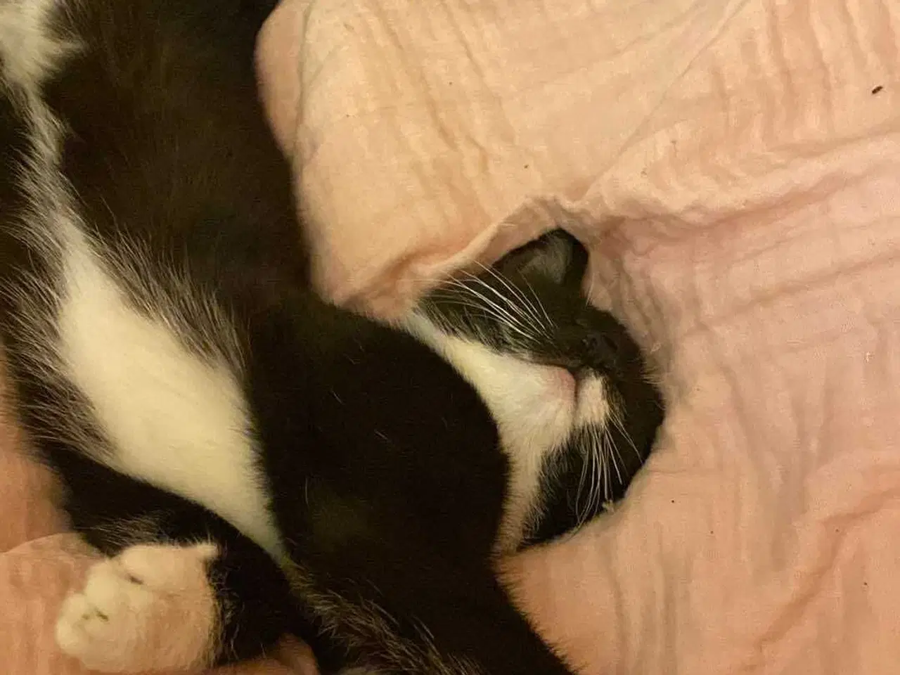 Billede 1 - Verdens sødeste katte killing søger nyt hjem