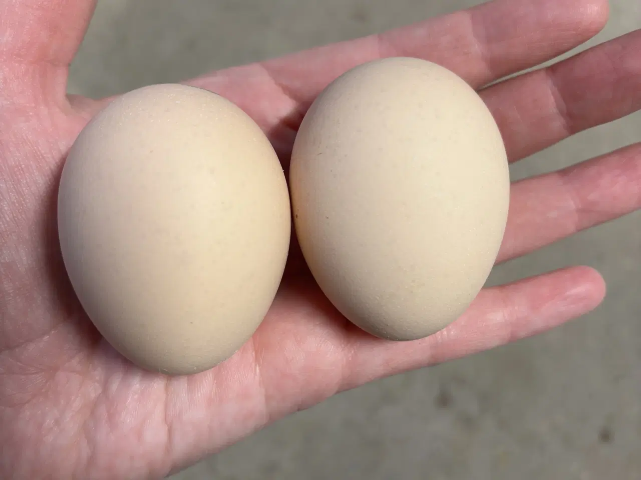 Billede 4 - Daggamle orpington kyllinger