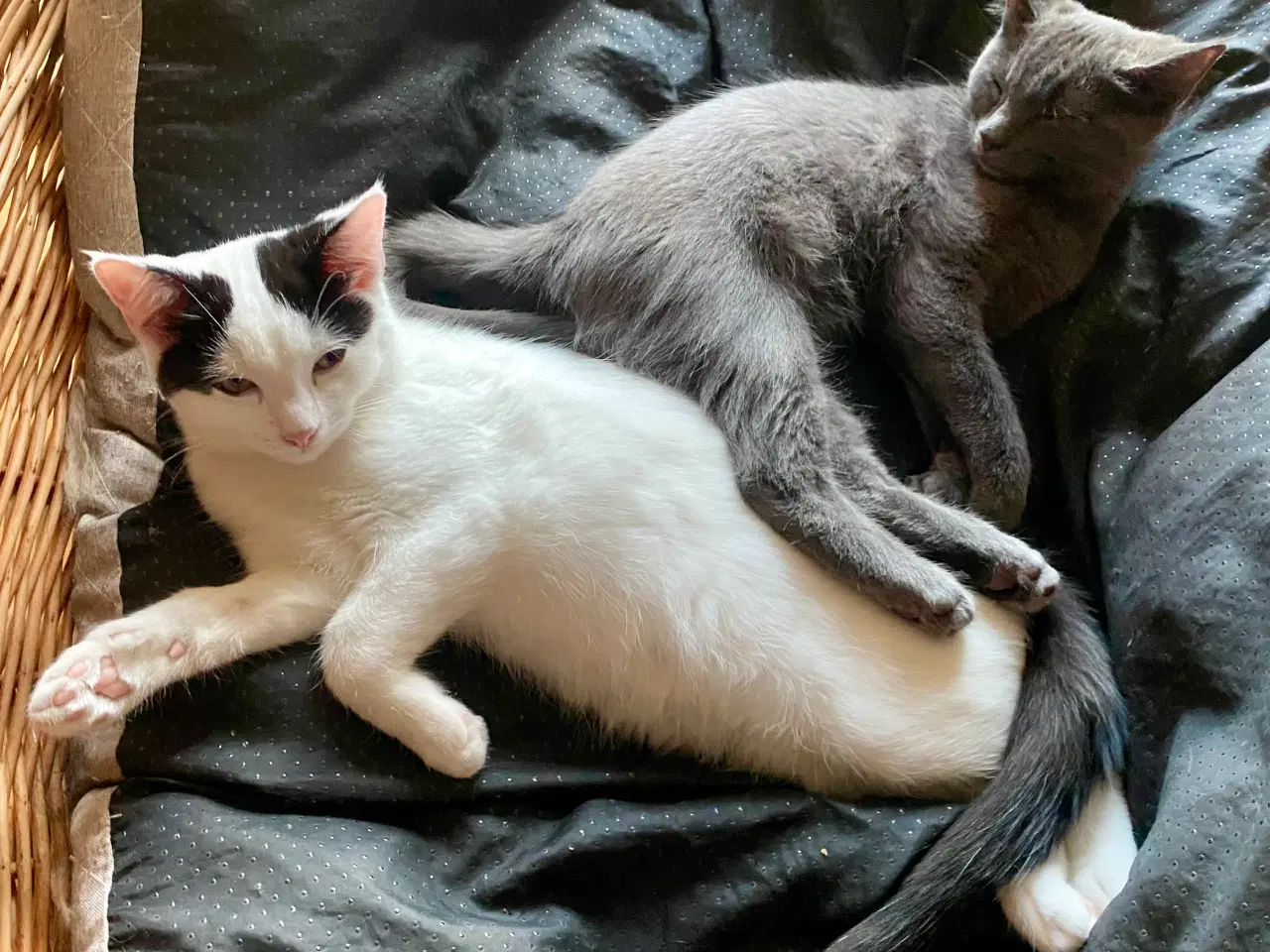 Billede 19 - Maine Coon/Perser/Huskat killinger