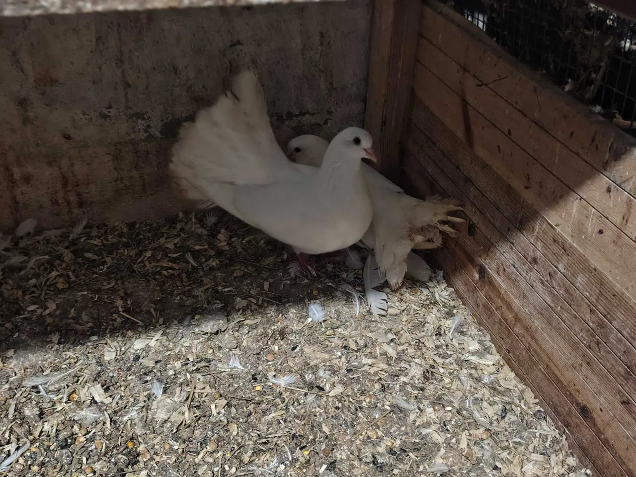 Billede 3 - Hvide højstjerter