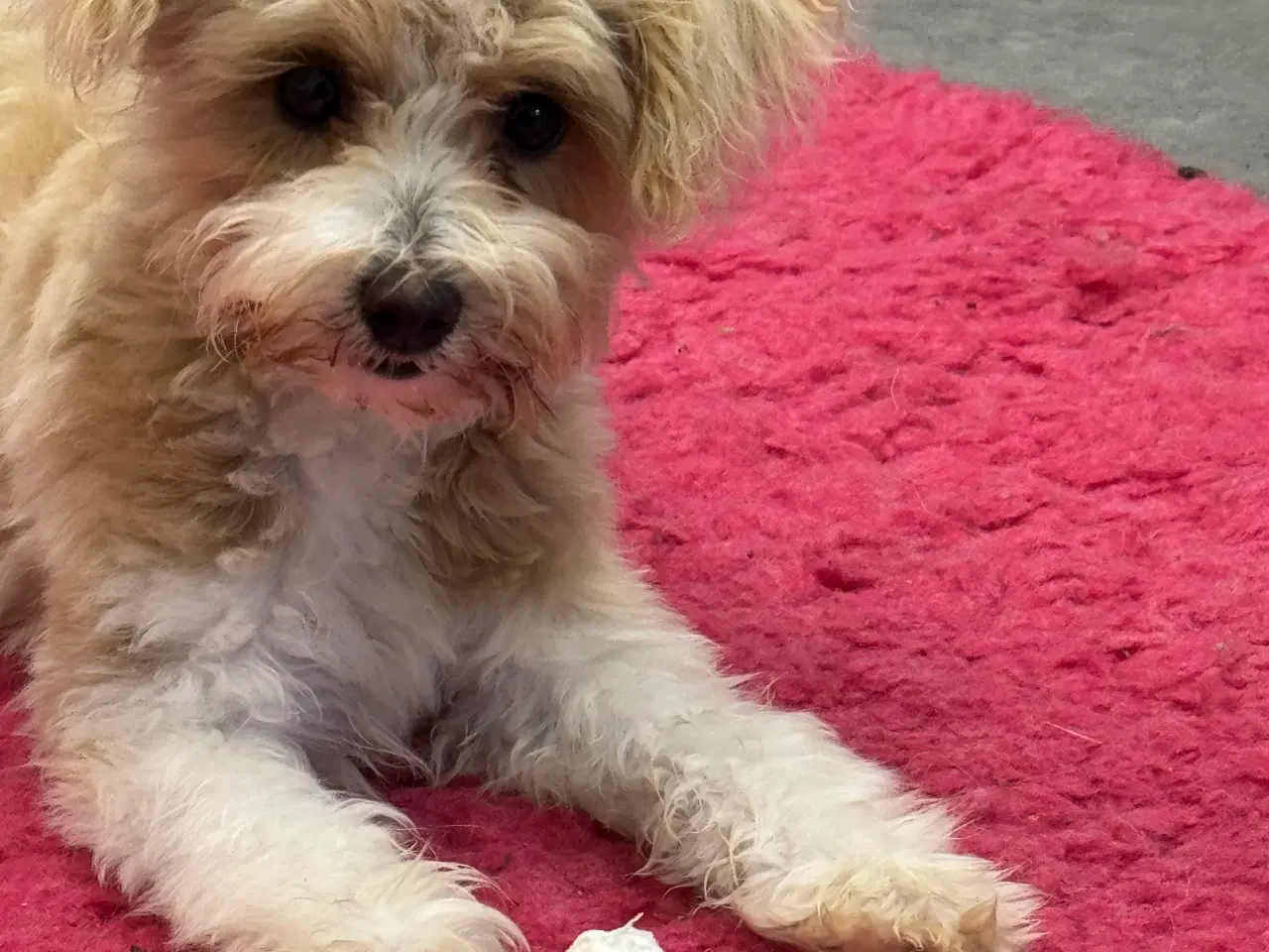 Billede 3 - Maltipoo4love 2 Smukke  drenge 