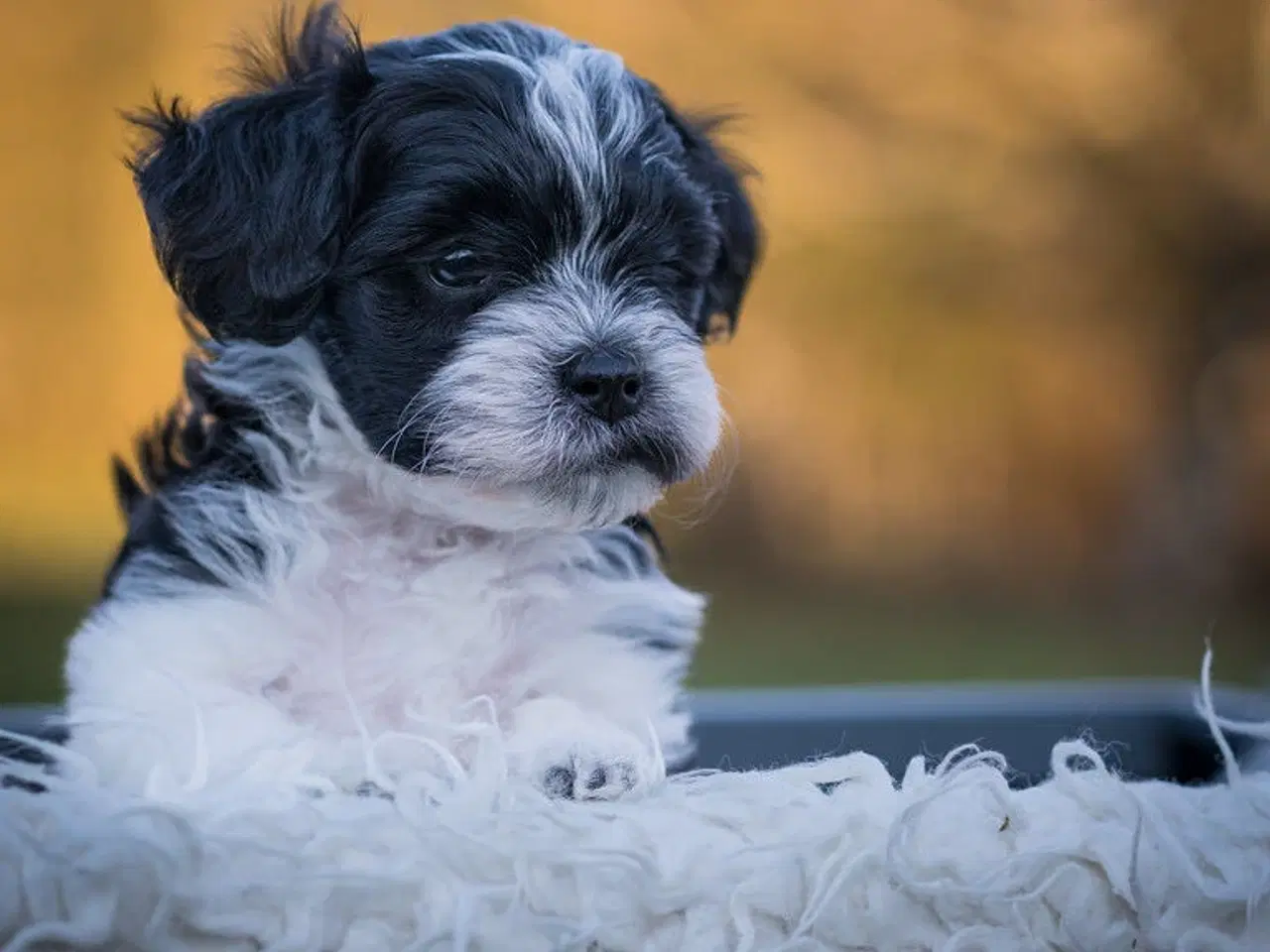 Billede 2 - Påske doodle